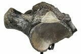 Fossil Mosasaur (Clidastes?) Vertebra w/ Metal Stand - Texas #335031-4